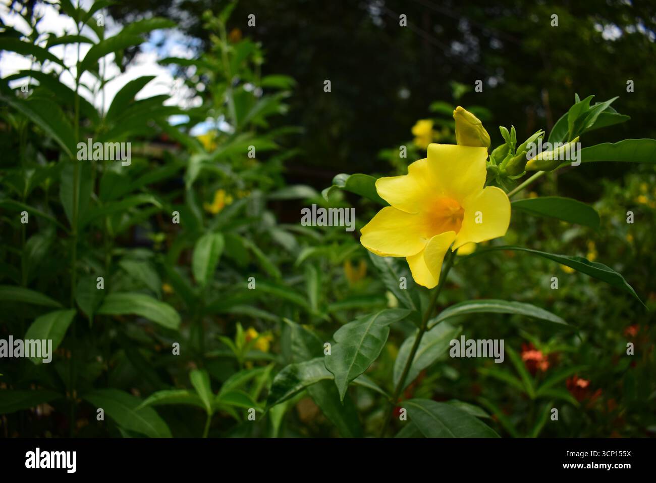 Wunderschöne Alakananda Blume | Naturfotografie Mit Exotischer Blüte Stockfoto