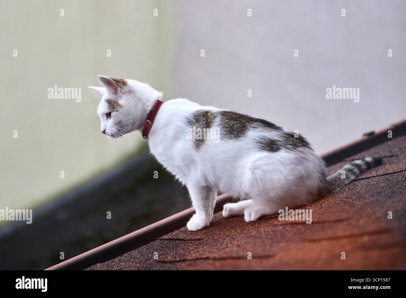 Eine weiße Katze mit rotem Kragen sitzt am Dachrand. Die Herbstszene im Freien fängt katzenartige Unabhängigkeit und Neugier mit rustikaler Architektur ein Stockfoto