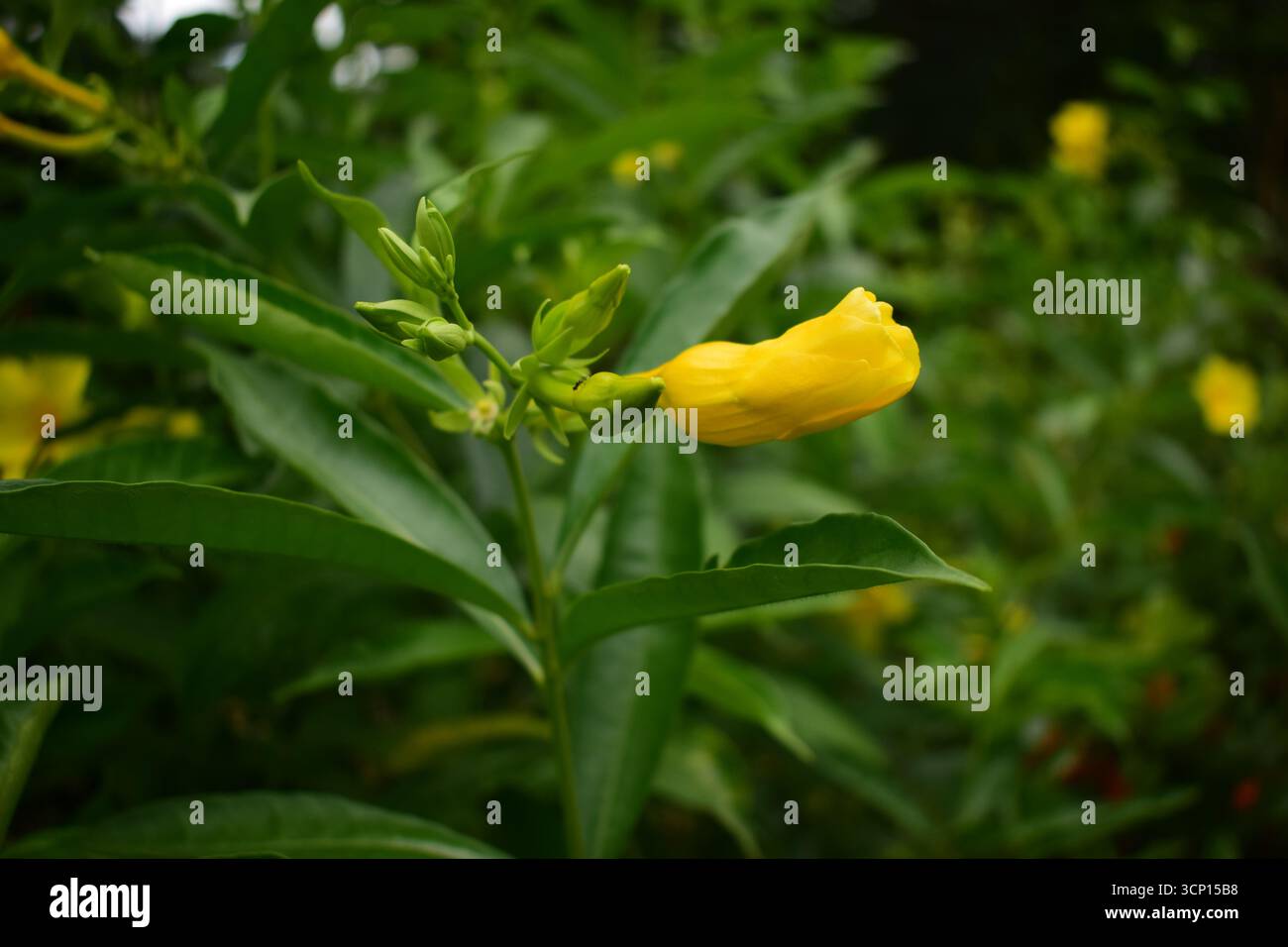 Wunderschöne Alakananda Blume | Naturfotografie Mit Exotischer Blüte Stockfoto
