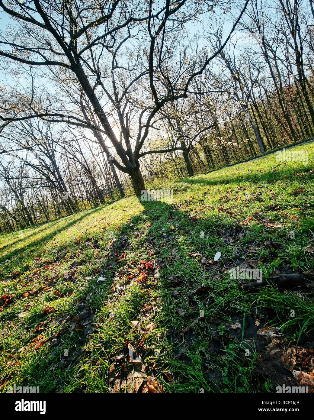 Magnolienbaum gegen die Sonne - Frühling im Park. Niedriger Kamerawinkel: Früher Frühling, wenn sich die Knospen öffnen und grüne Blätter erscheinen. Stockfoto
