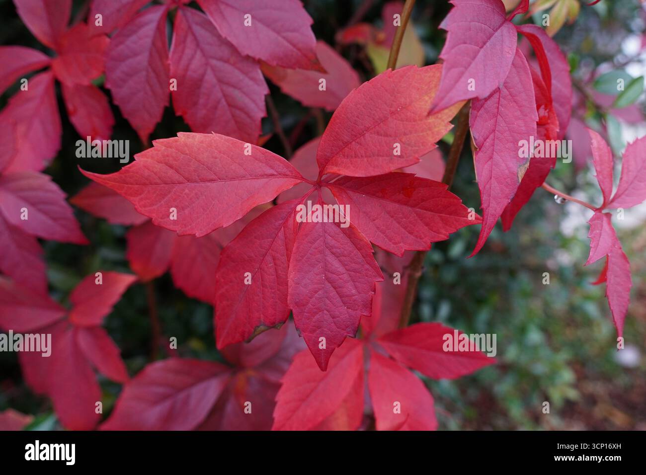 Schöne rote Blätter im Herbst. Herbstliche Natur und Jahreszeiten Hintergrund Stockfoto