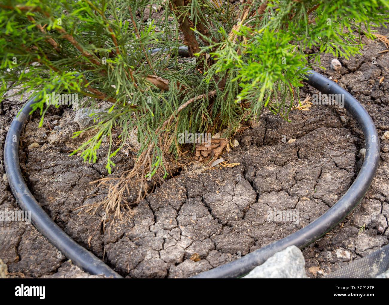 Ein Tropfbewässerungsschlauch wird um den Stamm einer Nadelbaumwurzel gelegt Stockfoto