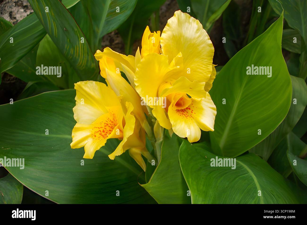 Zwei leuchtend gelbe Canna-Lilienblüten in voller Blüte, mit Rüschenblättern und dezenten orange-roten Flecken, umgeben von großen, grünen Blättern. Stockfoto
