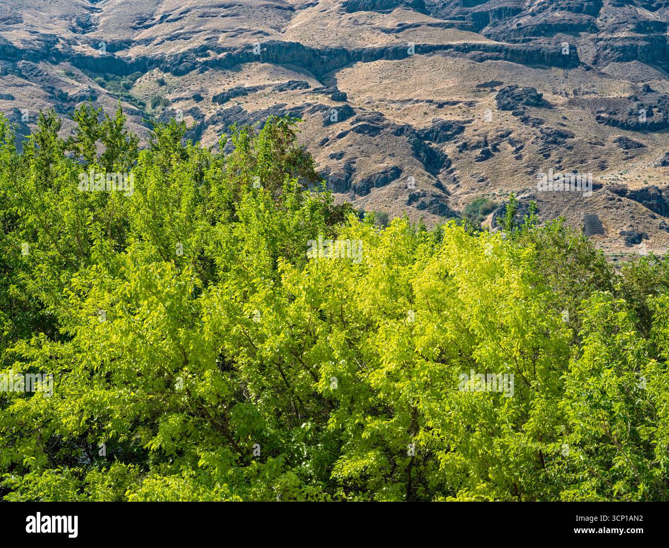 Ein leuchtend grüner Baumbestand unter den Basaltklippen am Columbia River in der Nähe von Mattawa in Washington, USA Stockfoto