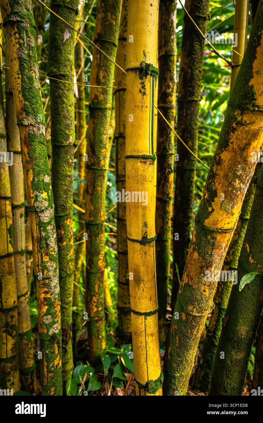 ph wert bananenpflanze Green Home Bananen Erde