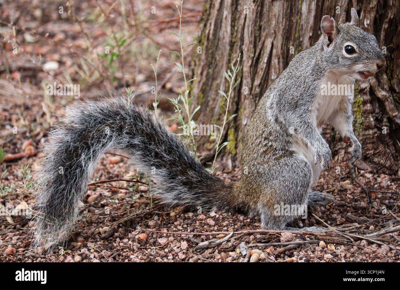 Arizona Gray Eichhörnchen oder Sciurus arizonensis fressen Eicheln im Rumsey Park in Payson. Stockfoto