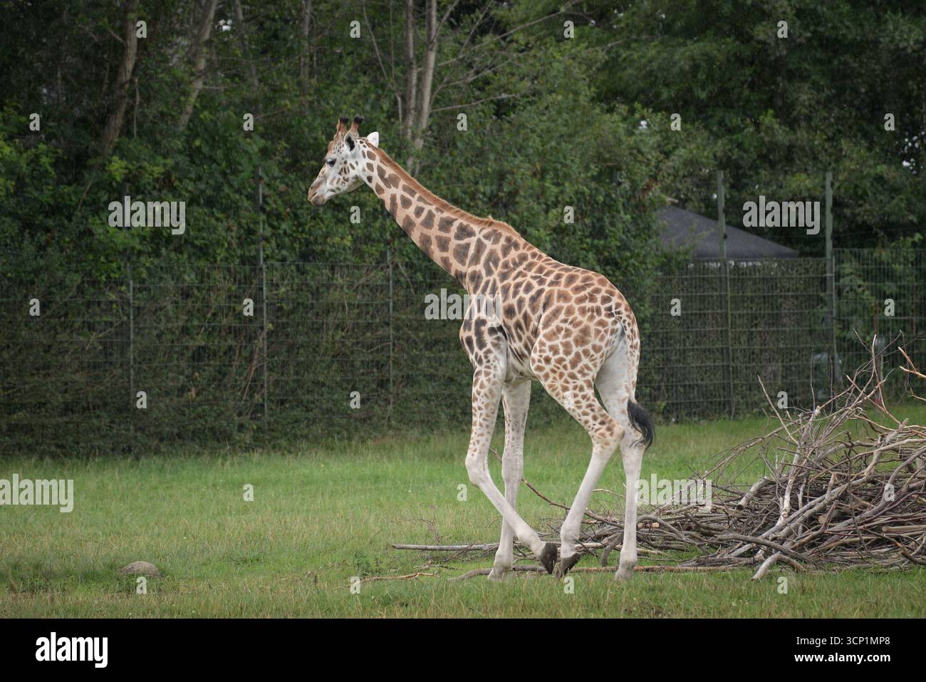 Rothschild's Giraffe Aalborg Zoo Dänemark Stockfoto