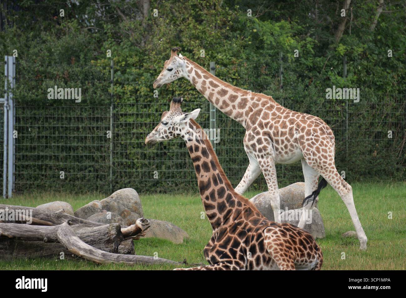 Rothschild's Giraffe Aalborg Zoo Dänemark Stockfoto