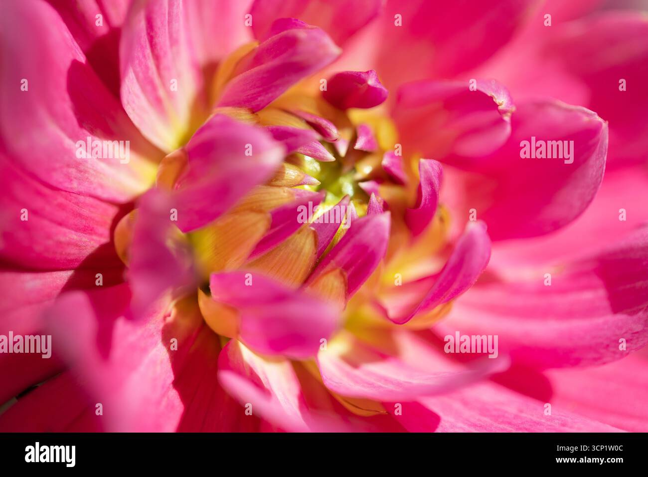 Ganz nah von einer zarten rosa Dahlienblume, weichen rosa Blütenblättern Stockfoto