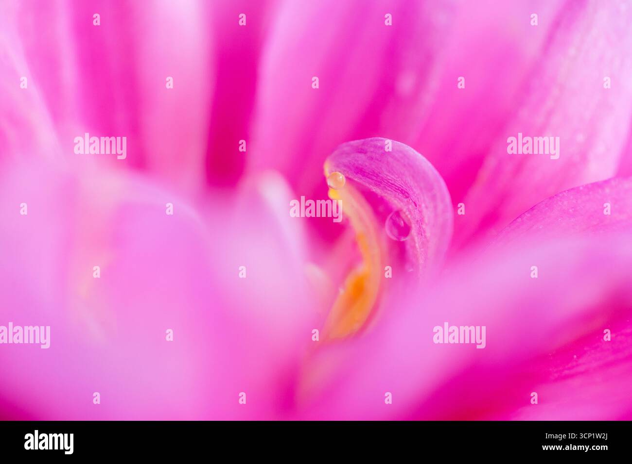 Ganz nah von einer zarten rosa Dahlienblume, weichen rosa Blütenblättern Stockfoto