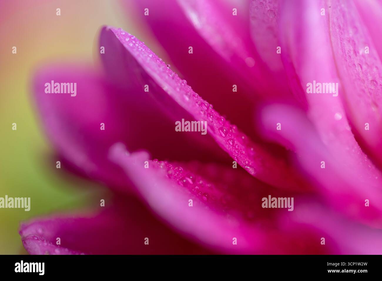Ganz nah von einer zarten rosa Dahlienblume, weichen rosa Blütenblättern Stockfoto