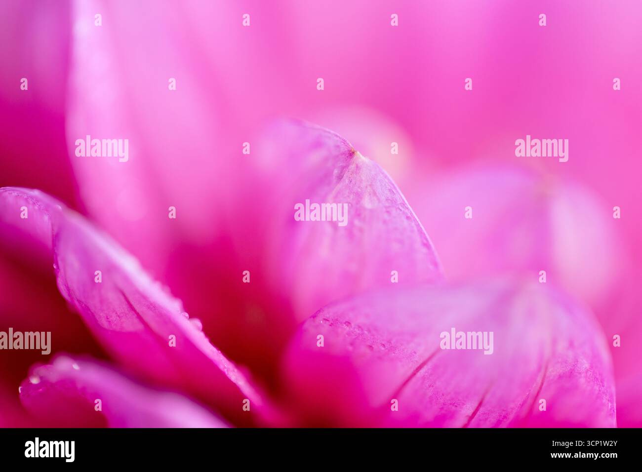 Ganz nah von einer zarten rosa Dahlienblume, weichen rosa Blütenblättern Stockfoto