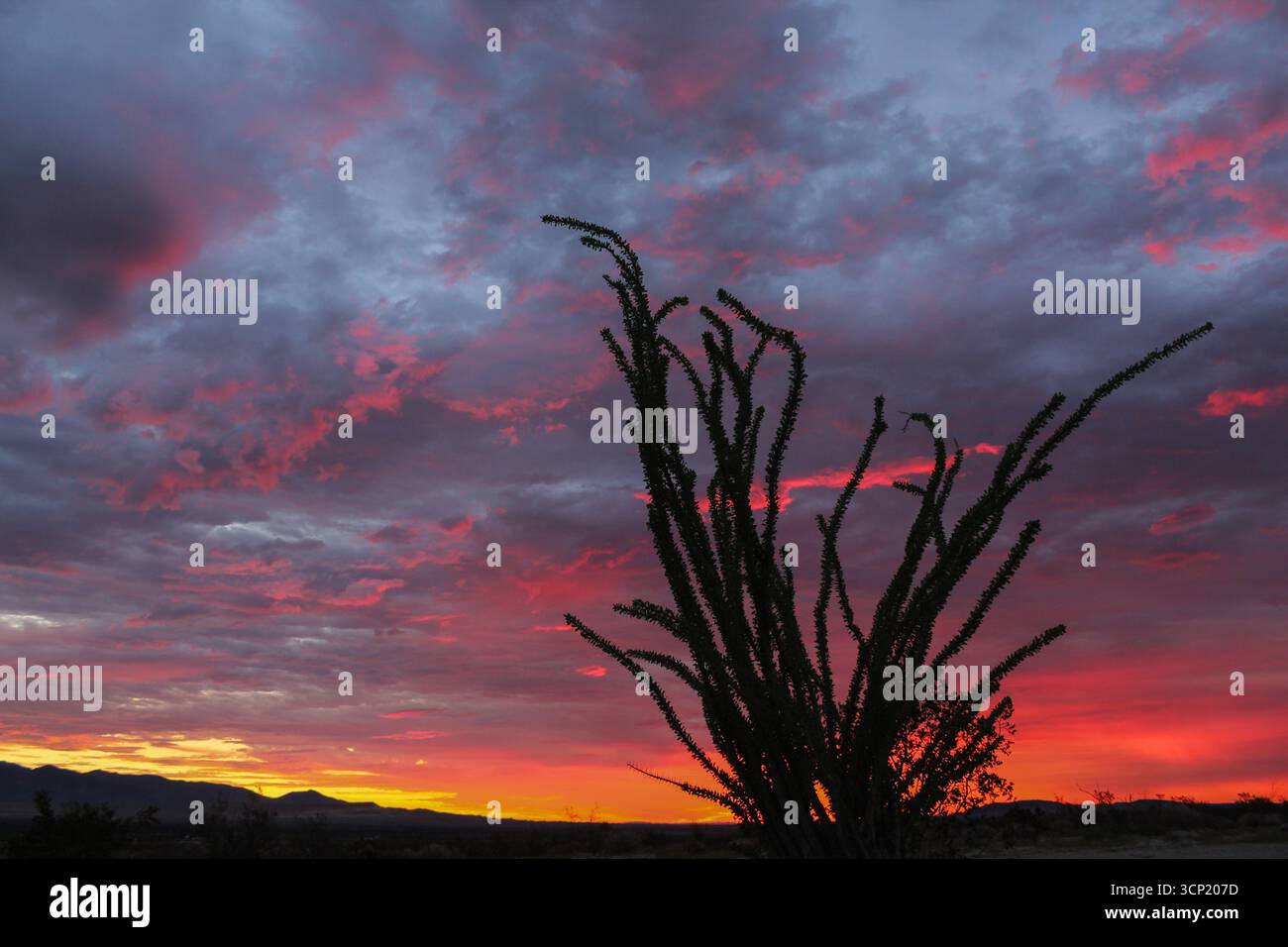 Ein großer Ocotillo-Silhouette vor einem atemberaubenden Sonnenaufgang im Anza-Borrego State Park, Kalifornien Stockfoto