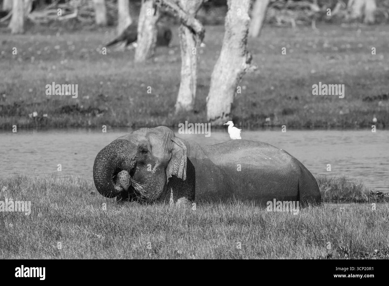 Ein Sri-lankischer Elefant bewegt sich durch einen See und ernährt sich von hohem Gras und Unkraut. Stockfoto