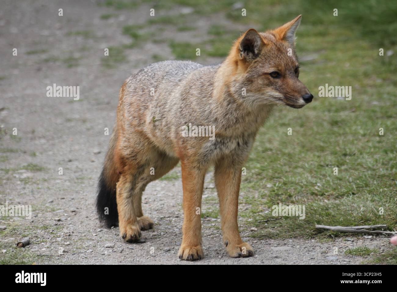 Culpeo Fuchs (Lycalopex culpaeus) auf einem Wanderweg im Tierra del Fuego Nationalpark, Argentinien. Januar. Stockfoto