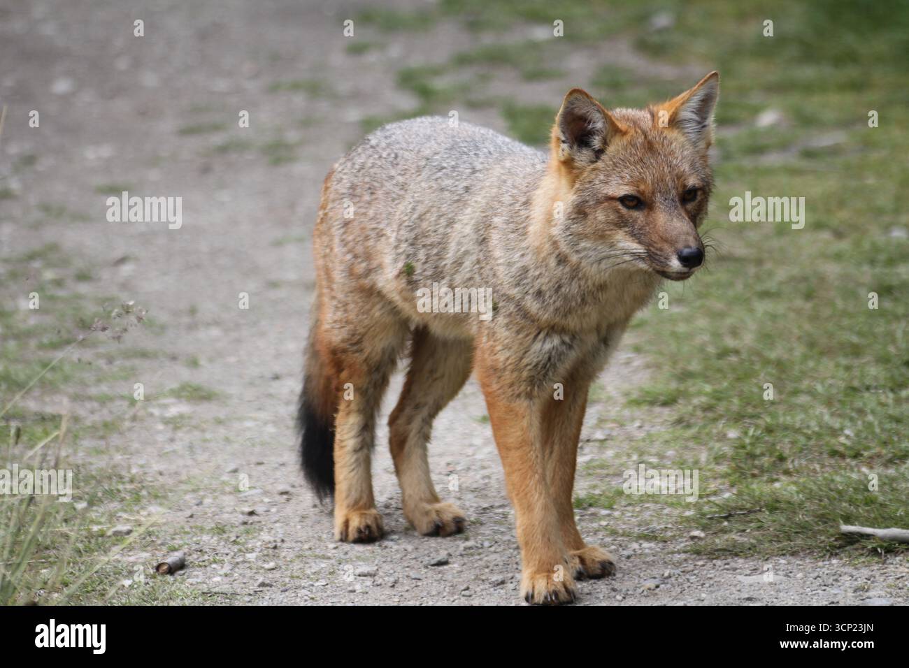 Culpeo Fuchs (Lycalopex culpaeus) auf einem Wanderweg im Tierra del Fuego Nationalpark, Argentinien. Januar. Stockfoto