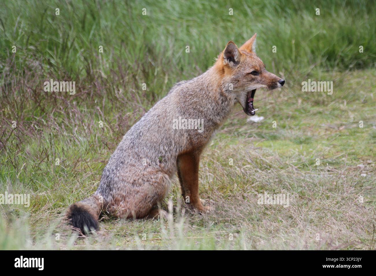 Culpeo Fuchs (Lycalopex culpaeus) im Tierra del Fuego Nationalpark, Argentinien. Januar. Stockfoto