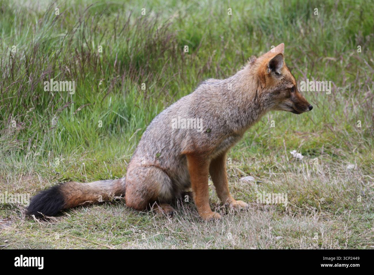 Culpeo Fuchs (Lycalopex culpaeus) im Tierra del Fuego Nationalpark, Argentinien. Januar. Stockfoto