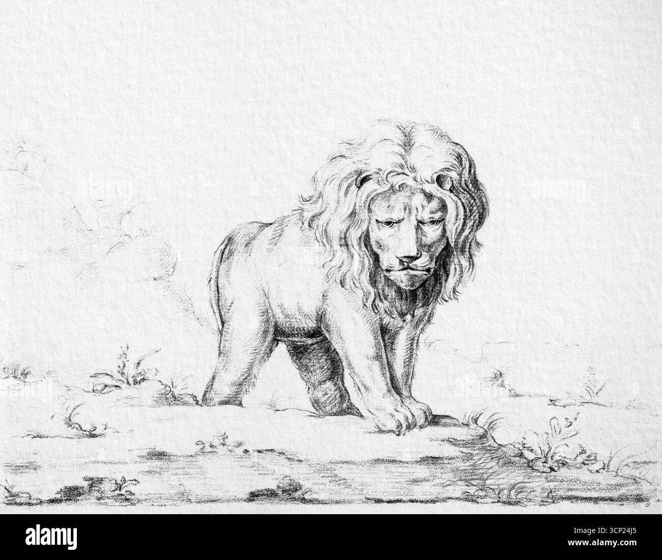 Löwe von Jean Bernard (1775–1883) – französisches Wildlife Painting des 19. Jahrhunderts, Majestic Animal Study, High-Resolution Public Domain Artwork Stockfoto