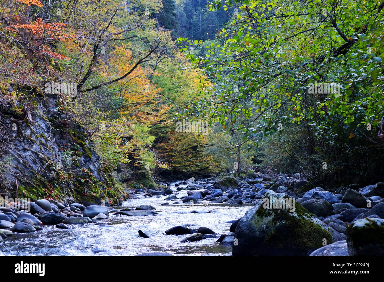 Moosige Steine, Fluss auf Steinen und herbstlicher Wald Stockfoto