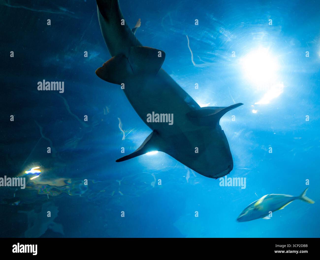 Haie schwimmen anmutig durch klares blaues Wasser in einem großen öffentlichen Aquarienbecken, wobei helle Lichtstrahlen von oben nach unten filtern und Refl erzeugen Stockfoto