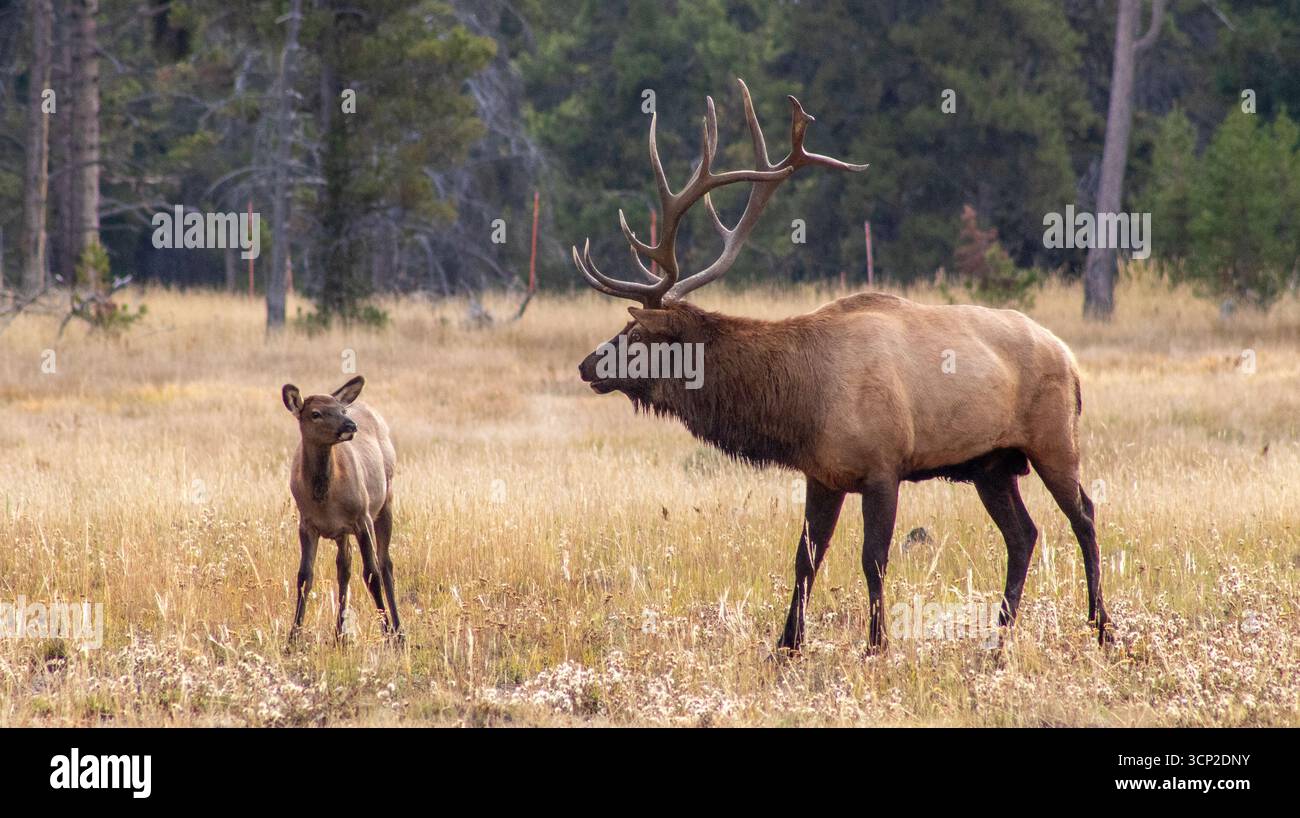 Rocky Mountain Elk Bull and Calf im Yellowstone National Park während der Furche. Mitte September versucht ein Bulle im Park, seine Herde zusammenzuhalten Stockfoto