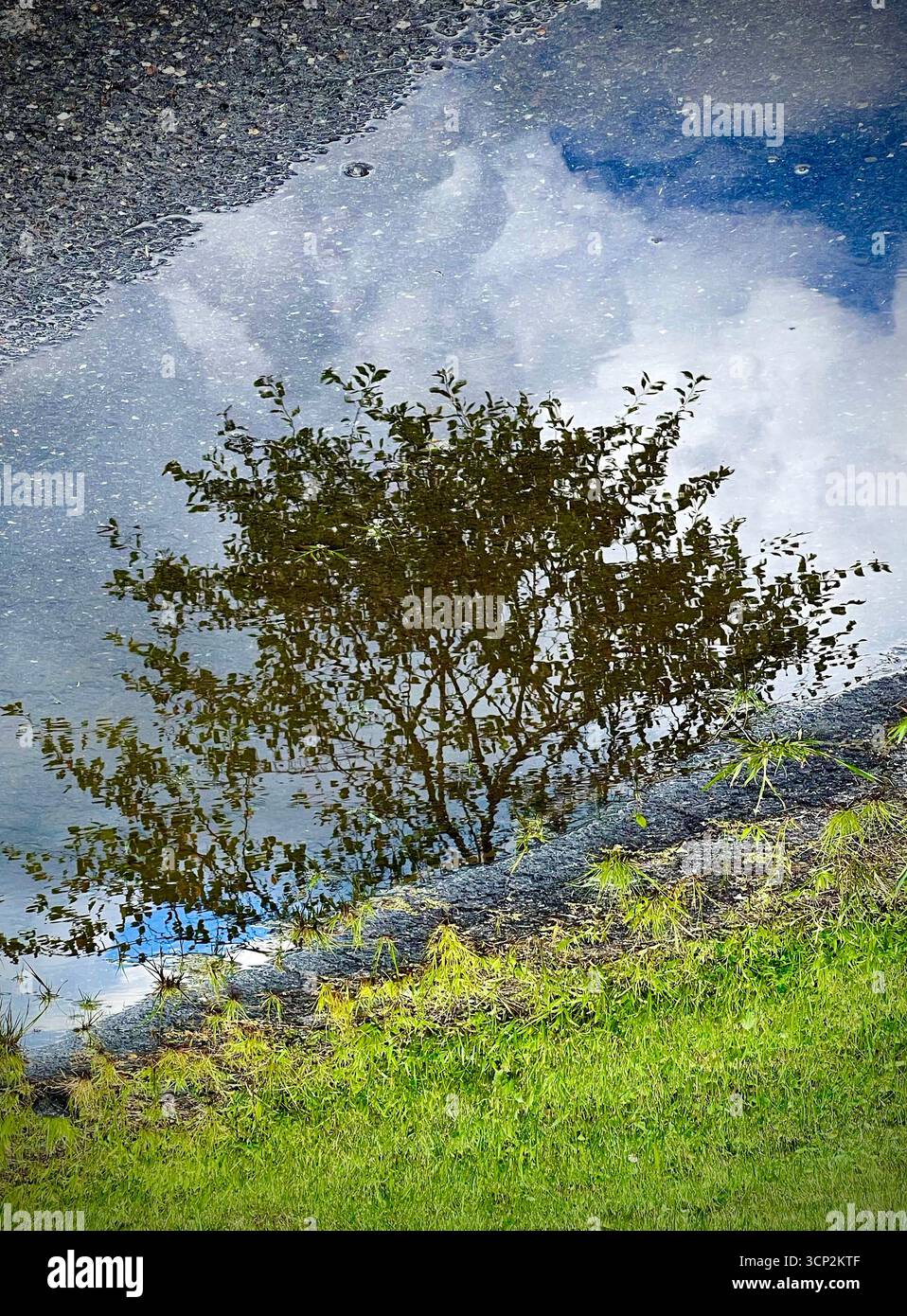 Reflexion eines Baums - Smartphone-aufgenommenes Stockfoto