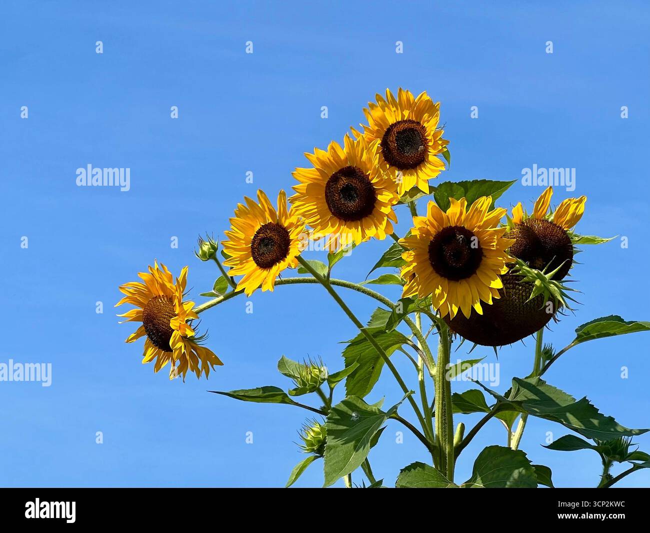 Sonnenblumen Stockfoto