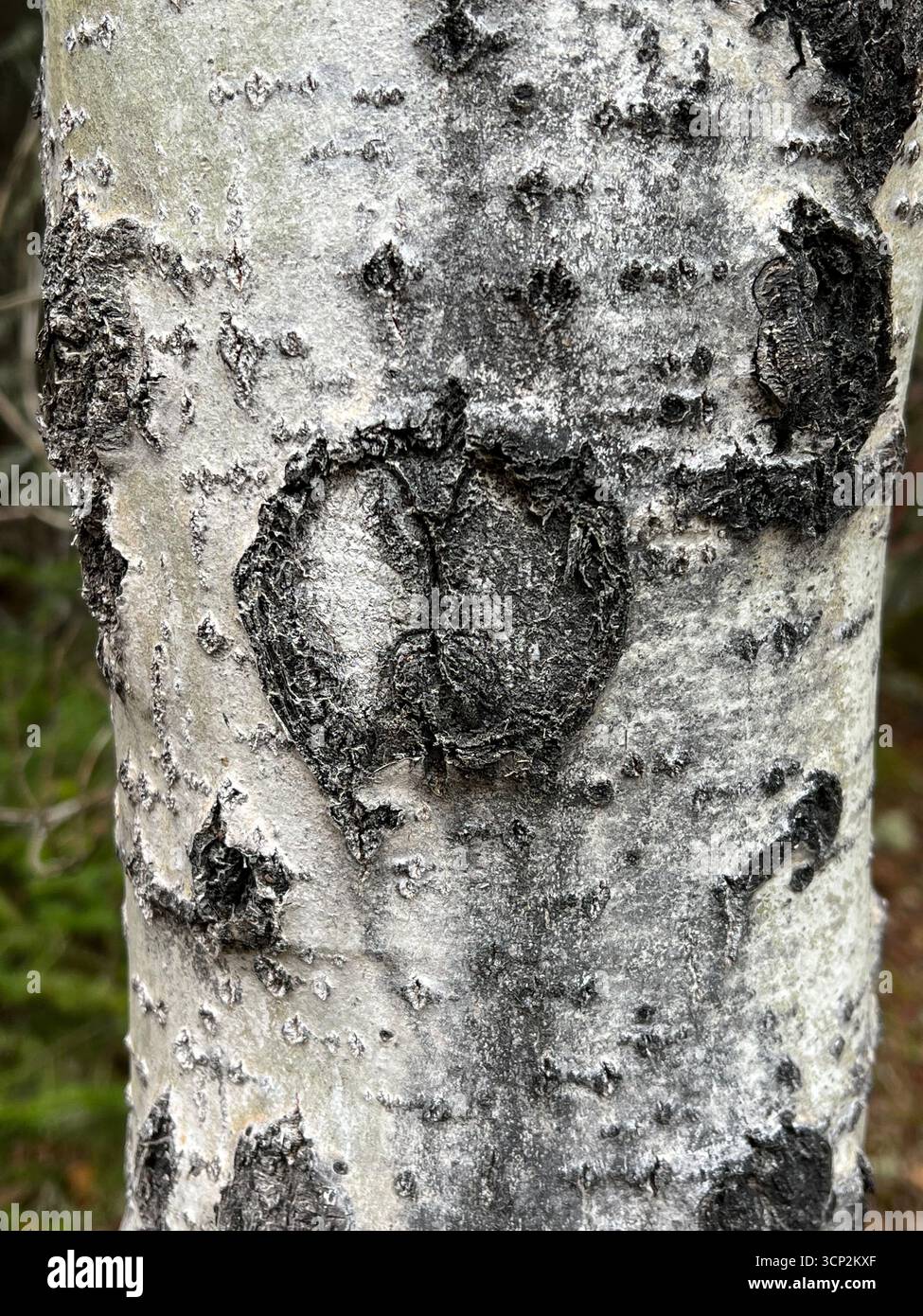 Birkenbaum Nahaufnahme - Smartphone-aufgenommenes Stockfoto