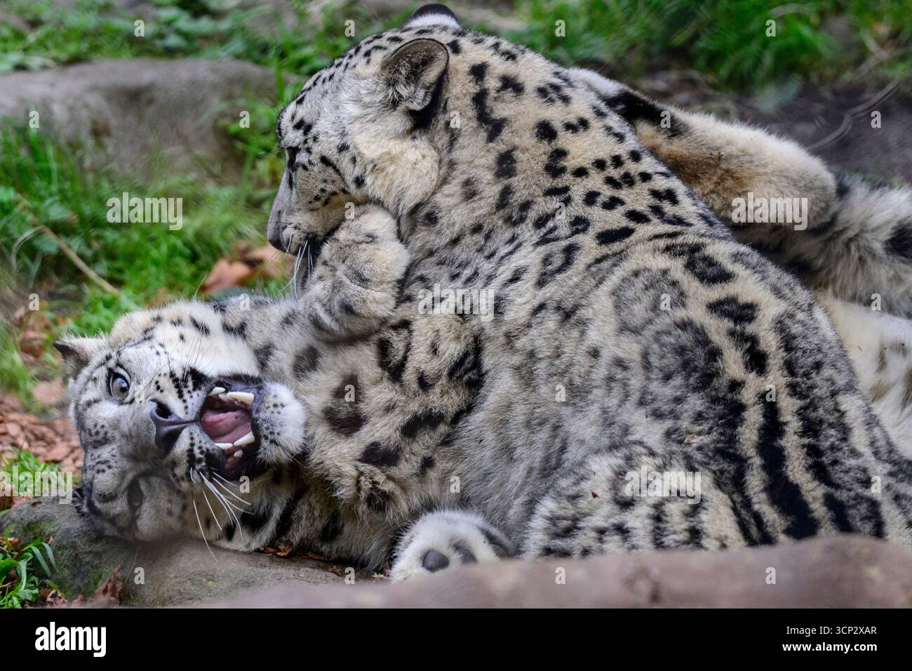 Seattle, Washington, USA. September 2025. Die Snow Leopard Cubs tummeln sich und genießen das kühlere Herbstwetter. Die Cubs wurden im Mai 2024 als Teil der Naturschutzbemühungen des Woodland Park Zoo geboren. Schneeleoparden, „Geister der Berge“, sind kritisch gefährdet und selten in freier Wildbahn zu sehen. Die Jungtiere sind Teil eines Plans zur Erhöhung der genetischen Vielfalt innerhalb der Arten. Der Woodland Park Zoo arbeitet mit zahlreichen Naturschutzorganisationen zusammen, darunter dem Snow Leopard Trust und der Snow Leopard Foundation of Kirgisistan. (Kreditbild: © Shane Srogi/ZUMA Press Wire) NUR REDAKTIONELLE VERWENDUNG! Nicht Stockfoto