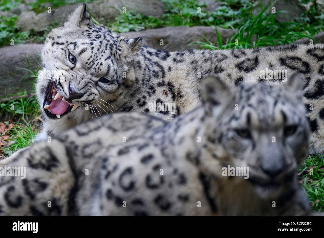 Seattle, Washington, USA. September 2025. Die Snow Leopard Cubs tummeln sich und genießen das kühlere Herbstwetter. Die Cubs wurden im Mai 2024 als Teil der Naturschutzbemühungen des Woodland Park Zoo geboren. Schneeleoparden, „Geister der Berge“, sind kritisch gefährdet und selten in freier Wildbahn zu sehen. Die Jungtiere sind Teil eines Plans zur Erhöhung der genetischen Vielfalt innerhalb der Arten. Der Woodland Park Zoo arbeitet mit zahlreichen Naturschutzorganisationen zusammen, darunter dem Snow Leopard Trust und der Snow Leopard Foundation of Kirgisistan. (Kreditbild: © Shane Srogi/ZUMA Press Wire) NUR REDAKTIONELLE VERWENDUNG! Nicht Stockfoto