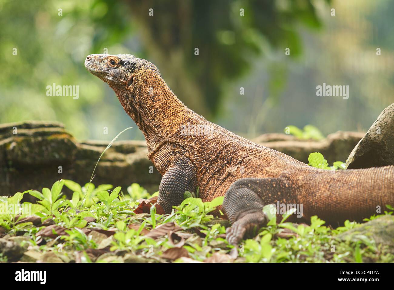 Ein großer Komodo-Drache spaziert auf dem Boden zwischen den grünen Pflanzen und Felsen Stockfoto