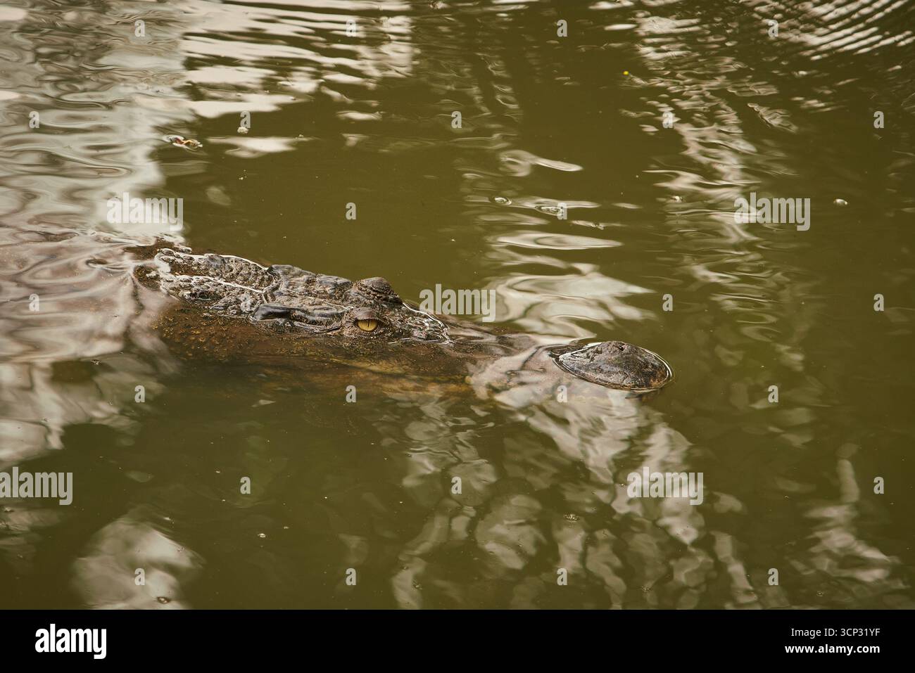 Ein Krokodil tauchte teilweise in trübes Wasser ein, nur seine Augen, Schnauze und ein Teil seines Körpers sind auf der ruhigen Wasseroberfläche mit kleinen Kräuselungen sichtbar Stockfoto