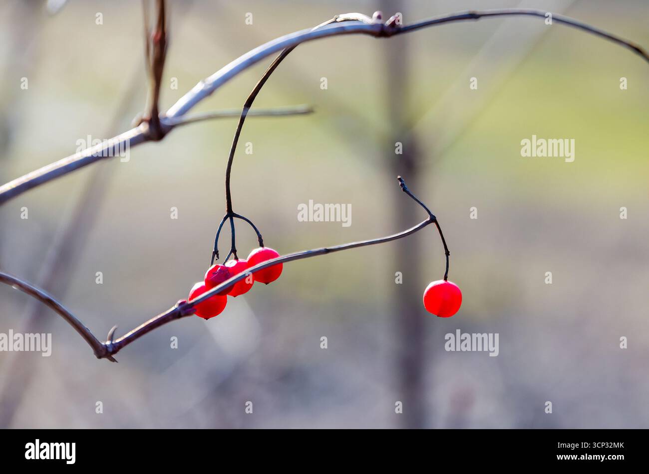 Helle rote Beeren hängen an Dornzweigen im Sonnenlicht. Nahaufnahme, sanftes goldenes Licht, detaillierte Texturen, scharfe Fokussierung, ländliche Umgebung, ruhige Stimmung Stockfoto