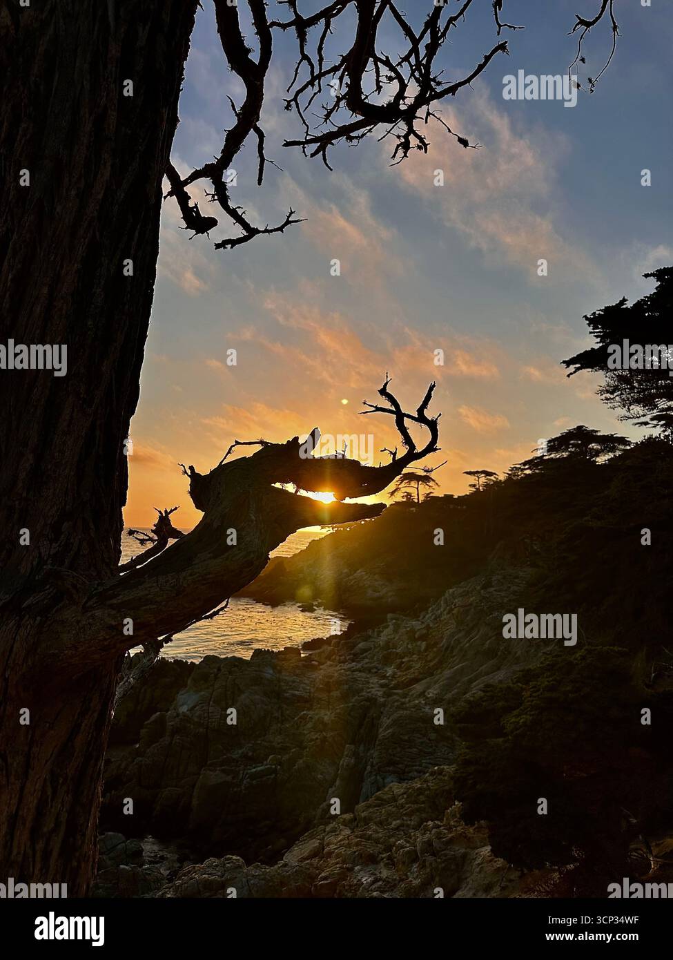 Sonnenuntergang durch verdrehte Baumäste an der felsigen Pazifikküste - Smartphone-aufgenommenes Stockfoto