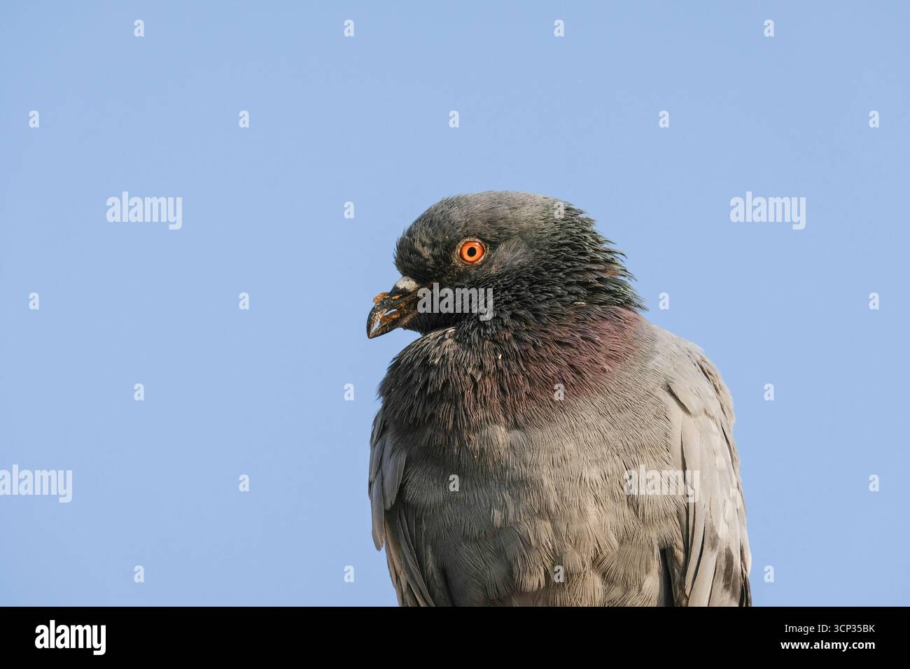 Felstaube Columba Livia Nahaufnahme Porträt mit lebhaftem orangenem Auge und irisierenden Nackenfedern vor klarem blauem Himmel, Indien. Stockfoto