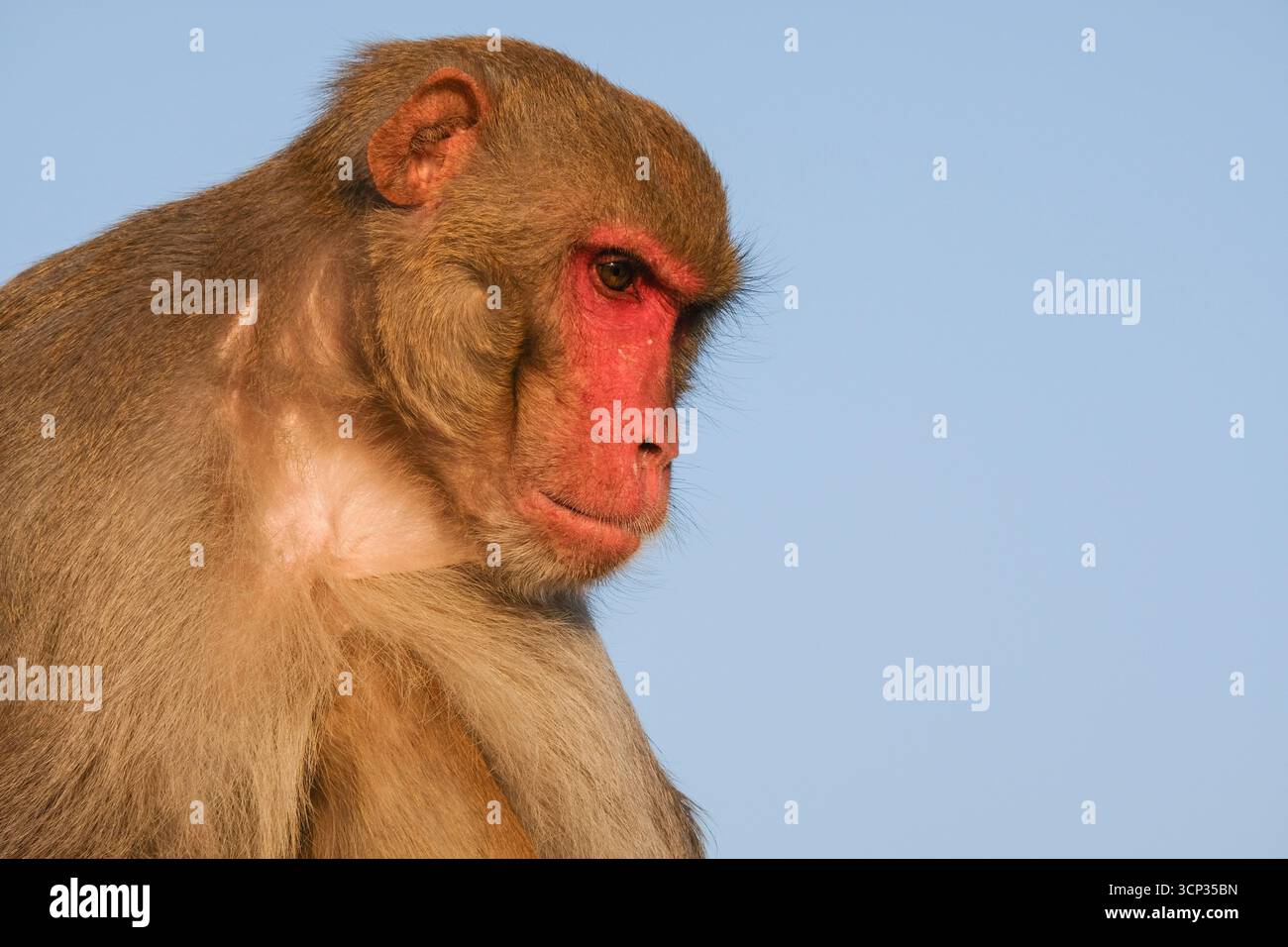 Rhesusmakaken Macaca mulatta im Nahporträt mit rotem Gesicht und braunem grauem Fell, vor klarem blauem Himmel in warm, Pushkar, Rajasthan, Indien. Stockfoto