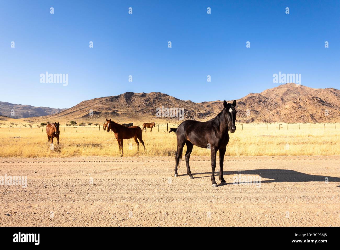 Die abgelegene Wüste rund um Solitaire, Namibia, ist die Heimat widerstandsfähiger Tierwelt, einschließlich wilder Pferde, die an die raue Namib-Wüste angepasst sind. Stockfoto