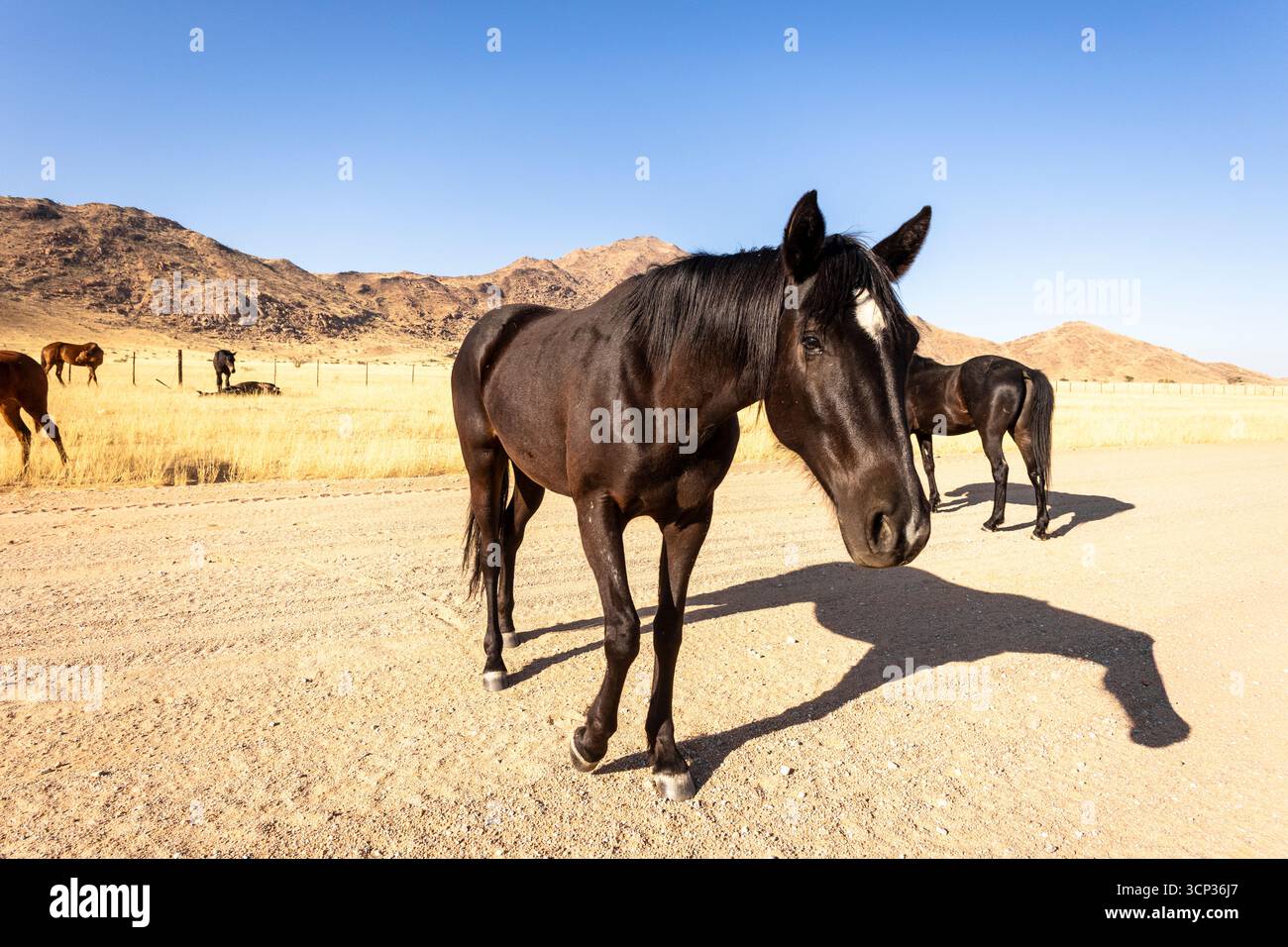 Die abgelegene Wüste rund um Solitaire, Namibia, ist die Heimat widerstandsfähiger Tierwelt, einschließlich wilder Pferde, die an die raue Namib-Wüste angepasst sind. Stockfoto