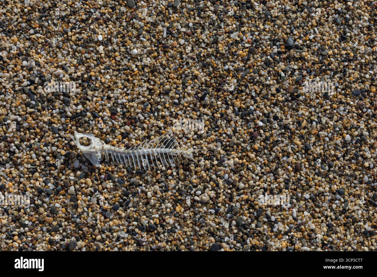 Auf einem Kieselstrand liegt ein Skelett mit getrockneten Fischen, dessen Knochen sich stark von den bunten runden Kieselsteinen abheben. Stockfoto