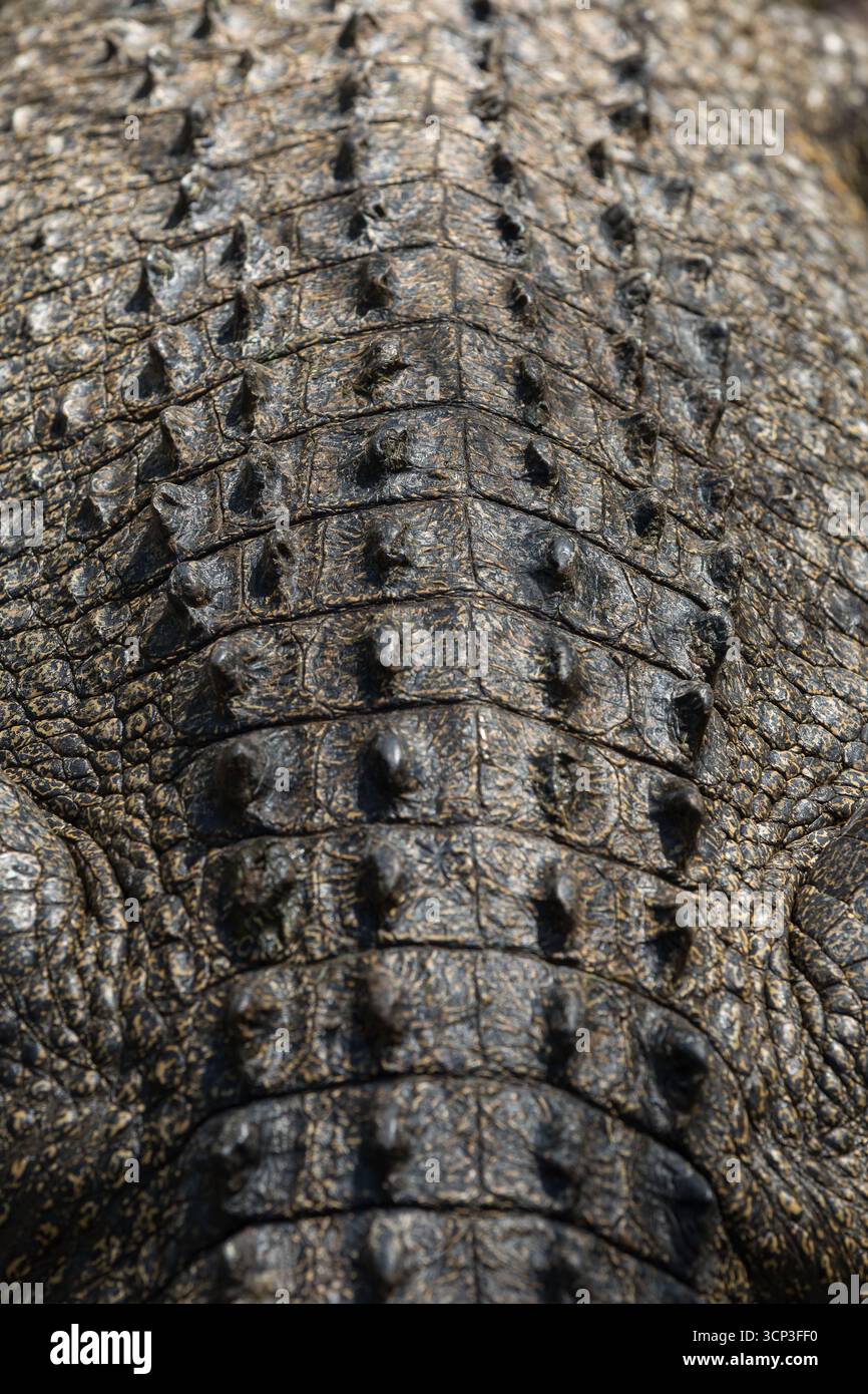 Nahaufnahme der Haut des australischen Salzwasserkrokodils (Crocodylus porosus). Die Textur ist robust und schuppig, mit hervorstehenden Osteodermen (knöcherne Hautplatte). Stockfoto