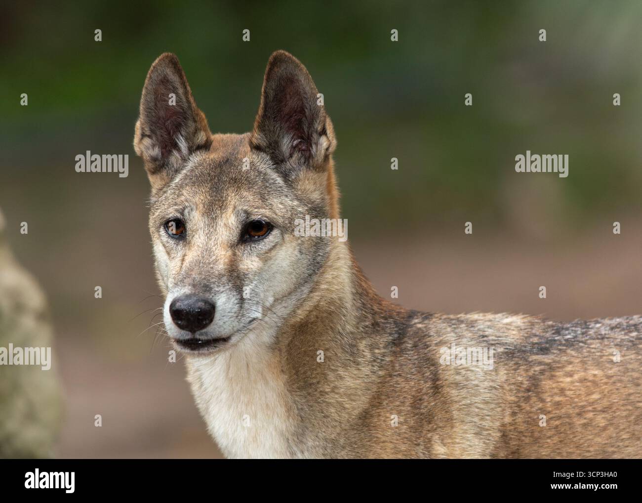 Dingo (Canis Lupus Dingo) steht im Fokus, mit einem aufmerksamen Blick, seine Ohren sind aufrecht, was auf Aufmerksamkeit hinweist. Stockfoto