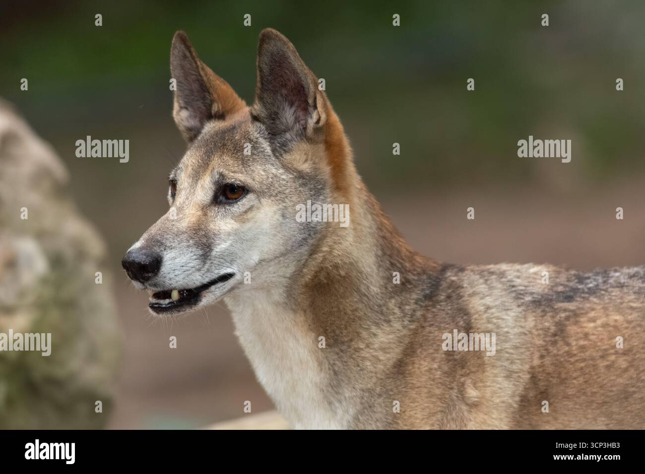 Dingo (Canis Lupus dingo) mit leicht offenem Mund. Sie hat ein rötlich-braunes Fell mit weißer Unterseite und großen, aufrechten Ohren. Stockfoto