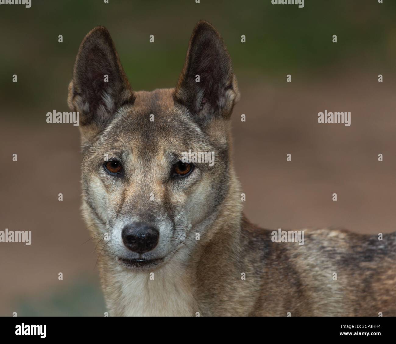Nahaufnahme eines Dingos (Canis Lupus Dingo), der den Betrachter geradeaus anstarrt. Stockfoto