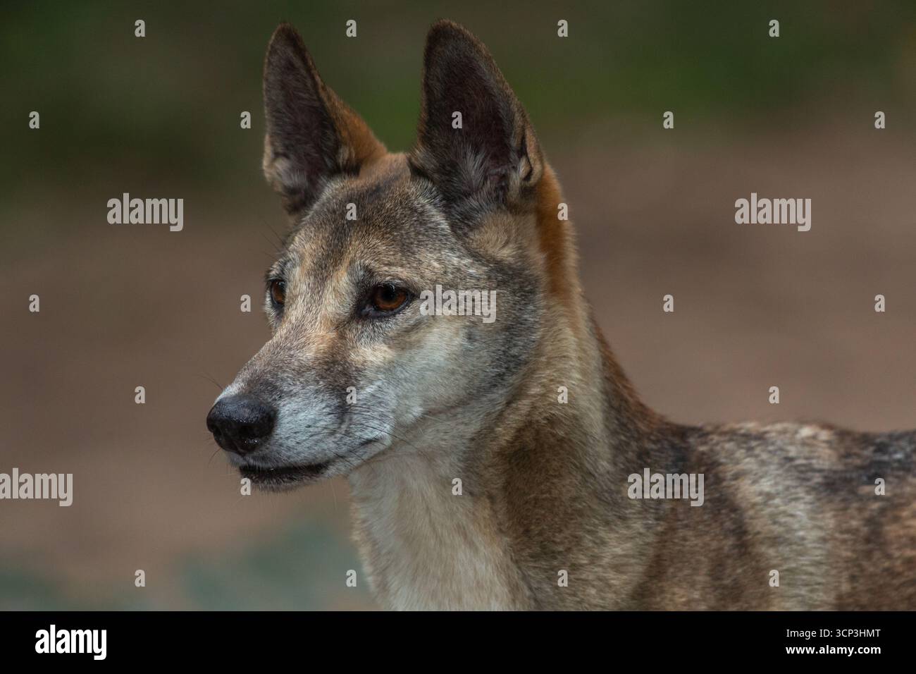 Porträt eines Dingos (Canis Lupus Dingo) mit einem kurzen, glatten Fell in Braun- und Weißtönen. Stockfoto