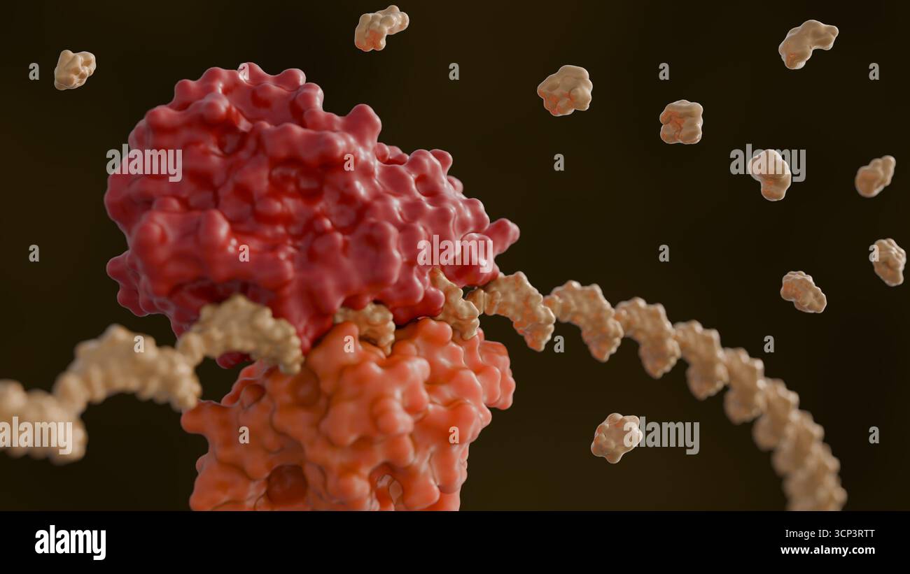Ein 3D-Rendering von Ribosomen und Messenger-RNA oder mRNA-Strang ist aktiv am Translationsprozess beteiligt Stockfoto
