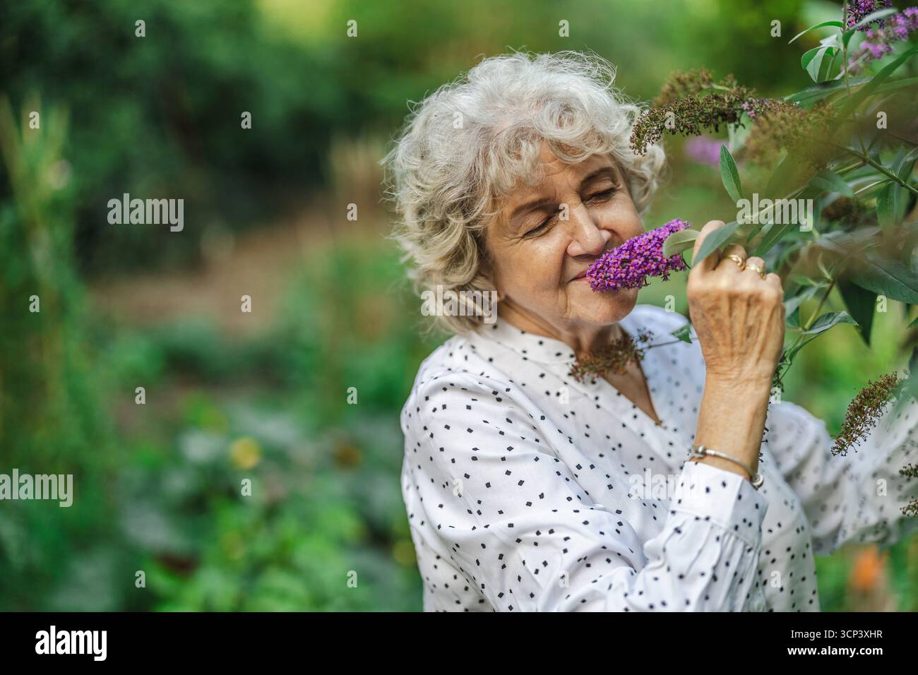 Porträt einer älteren Frau, die im Garten Buddleja-Blumen riecht Stockfoto
