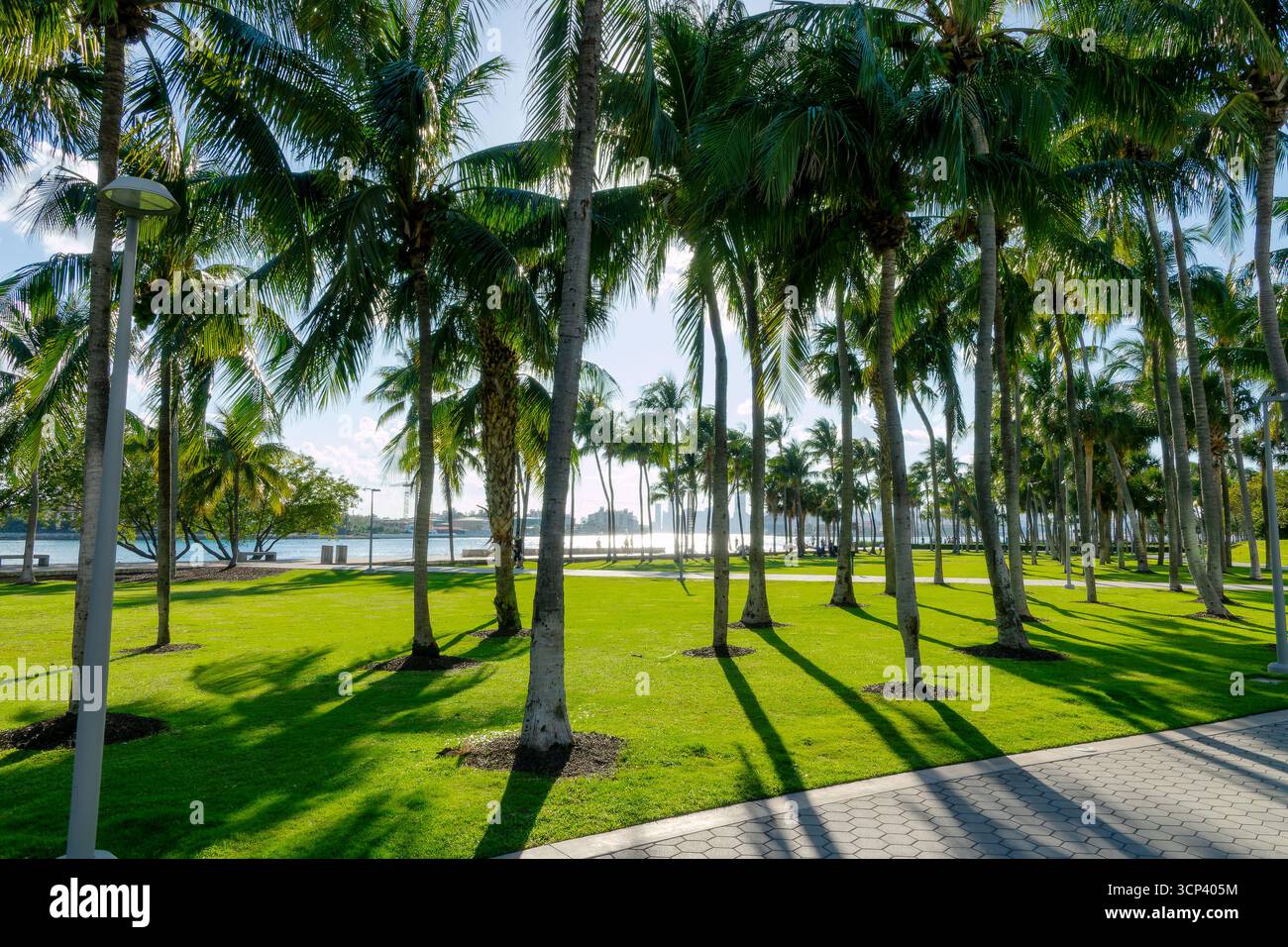 Palmen im South Pointe Park in South Beach, Miami Beach, Florida Stockfoto