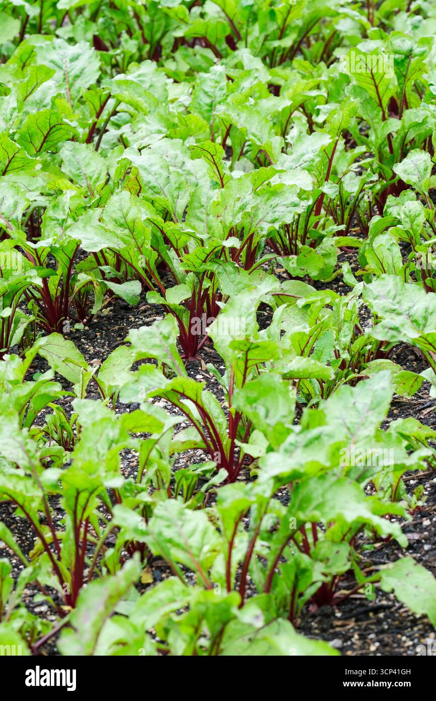 Rote Bete vulgaris Rhonda, Rote Bete Rhonda F1 Reihen junger, spät reifender Hybrid-Rote Bete-Setzlinge, die in einem vorbereiteten Beet wachsen Stockfoto