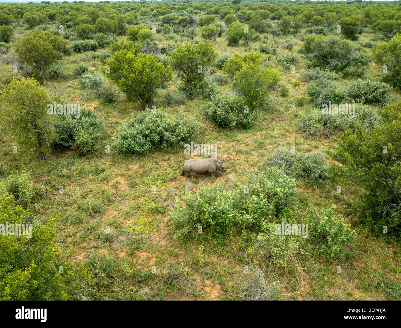Aus der Vogelperspektive eines Nashörns in der offenen Savanne, seine graue Haut im Kontrast zu den grünen und gelben Gräsern, Tumbeta Reserve, Thabazimbi, Südafrika. Stockfoto
